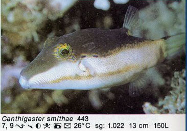 Canthigaster smithae